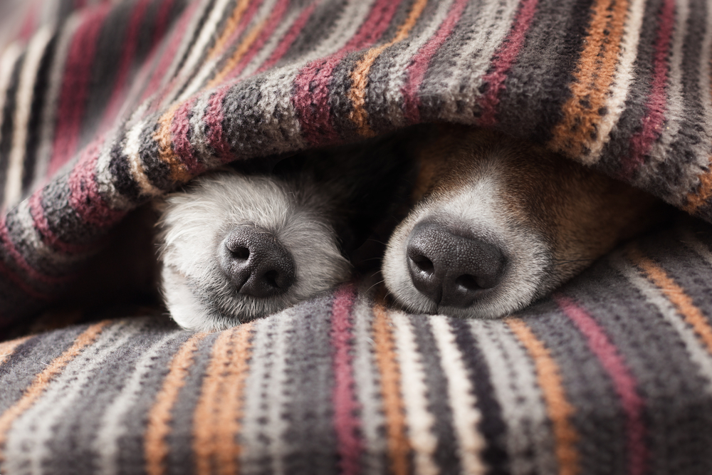 Casetas para perros cuando hace frío