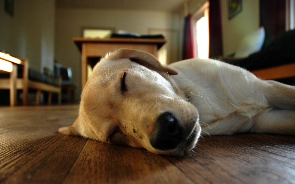 Cómo acostumbrar a un perro a dormir en la caseta - Blog Verdecora
