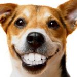 La importancia de la higiene bucal de tu perro
