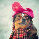 La temperatura ideal para tu perro este invierno