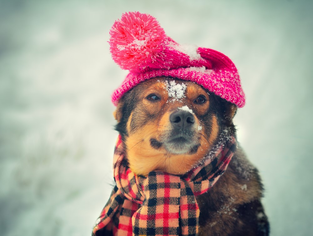 La temperatura ideal para tu perro este invierno