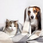 Gas, calefacción y mascotas
