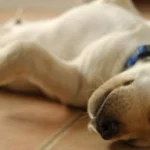 ¿Por qué tu perro duerme boca arriba? Descubre la razón detrás de esta curiosa postura