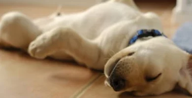 ¿Por qué tu perro duerme boca arriba? Descubre la razón detrás de esta curiosa postura