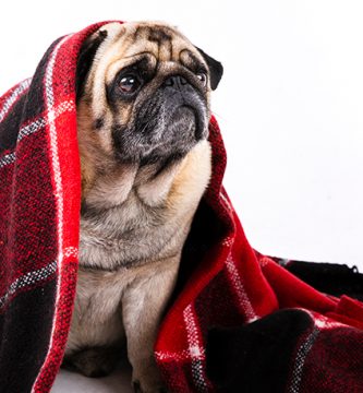 Cómo Calentar la Caseta de tu Perro en Invierno: Guía Completa de Casetas para Perros Mengual