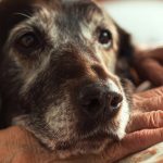 Cómo adaptar una caseta de obra para perros ancianos o con movilidad reducida