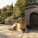Casetas de obra imitación madera para perros: elegancia sin complicaciones